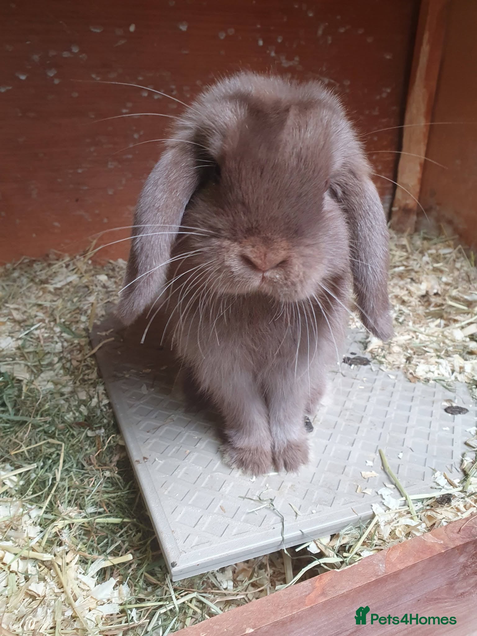 Mini Lop rabbits Spayed/neutered rabbits for adoption, vac Rhd2 - Advert 1