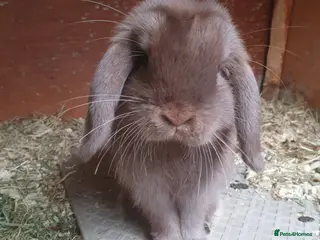 Mini Lop rabbits Spayed/neutered rabbits for adoption, vac Rhd2 - Advert 1