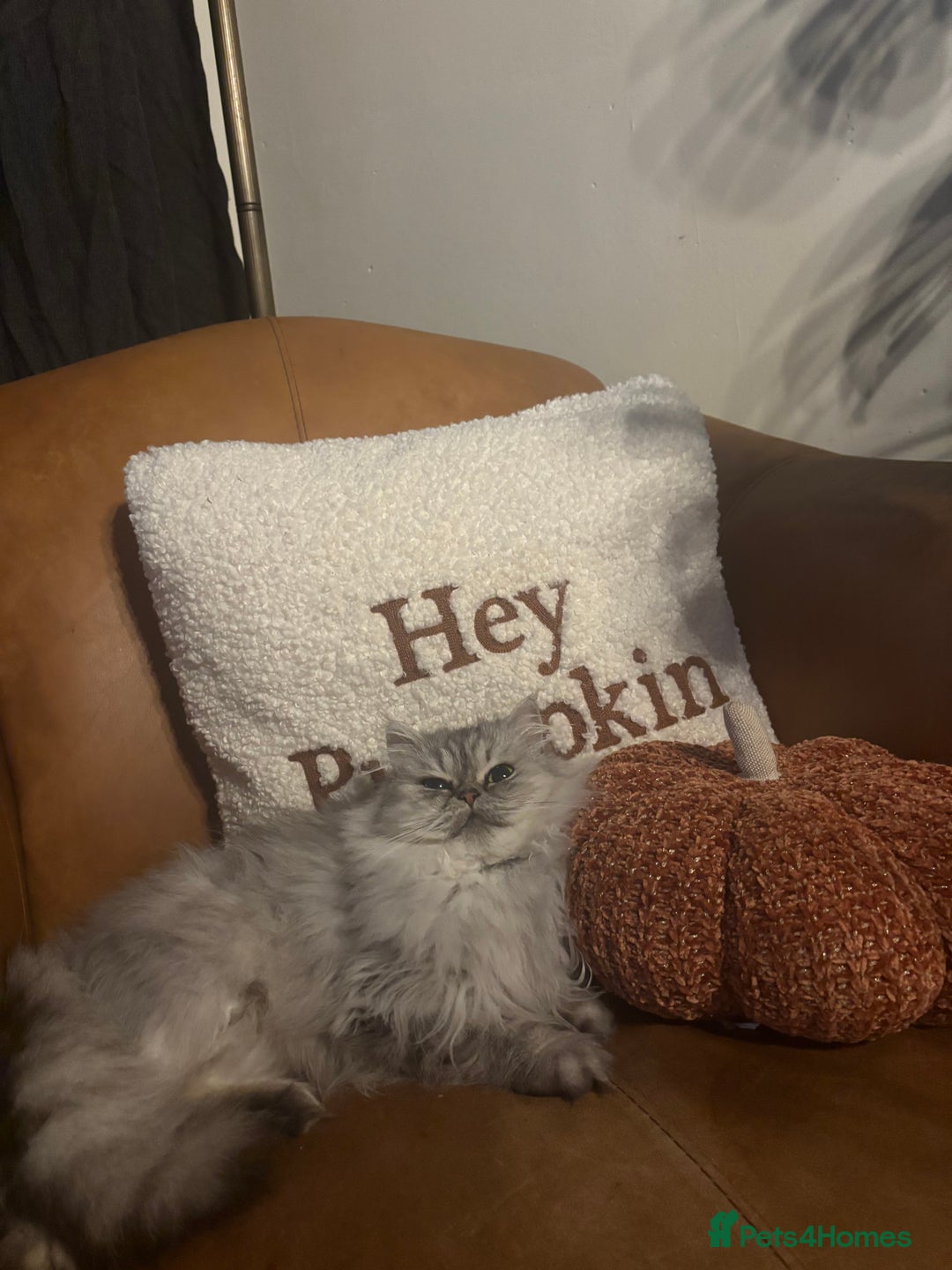 Persian cats for sale: Gorgeous Female Persian  - Advert 7