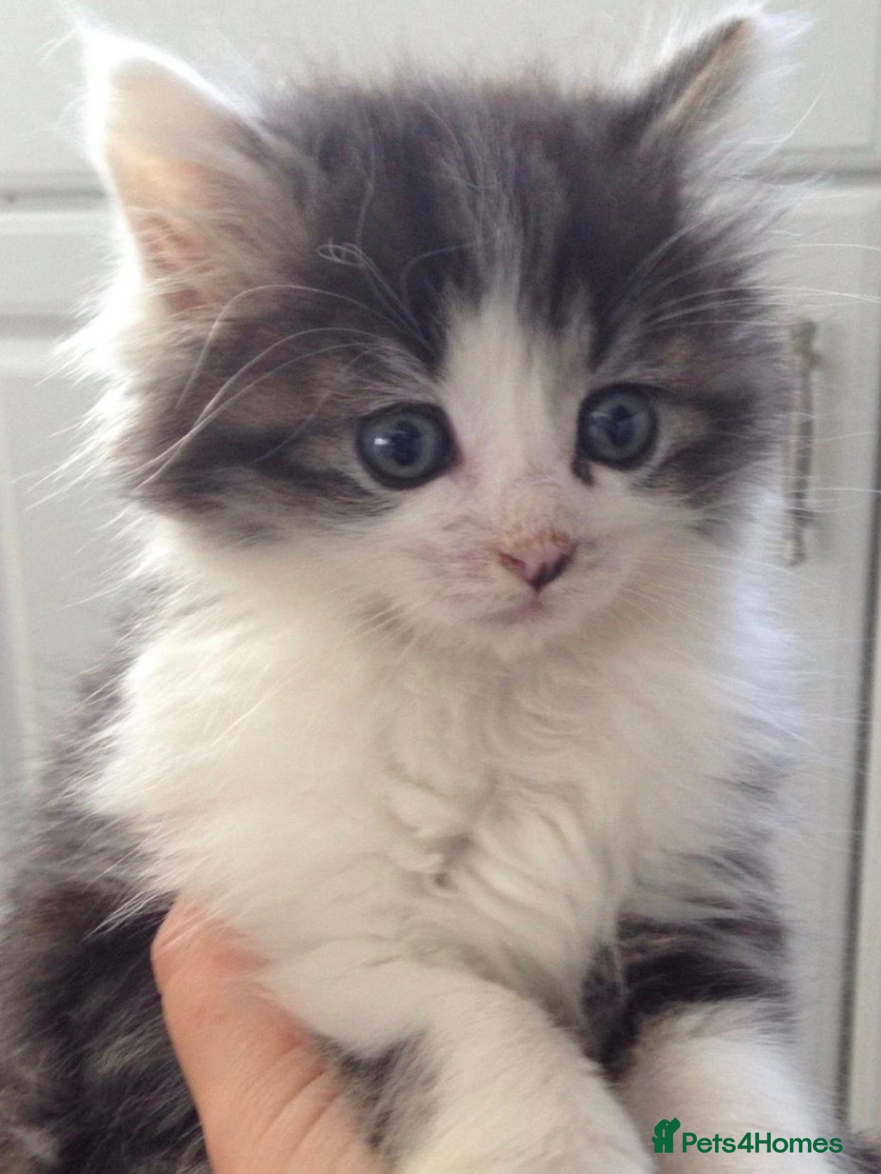 Mixed Breed cats Adorable kittens - Advert 8