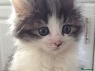 Mixed Breed cats Adorable kittens - Advert 8