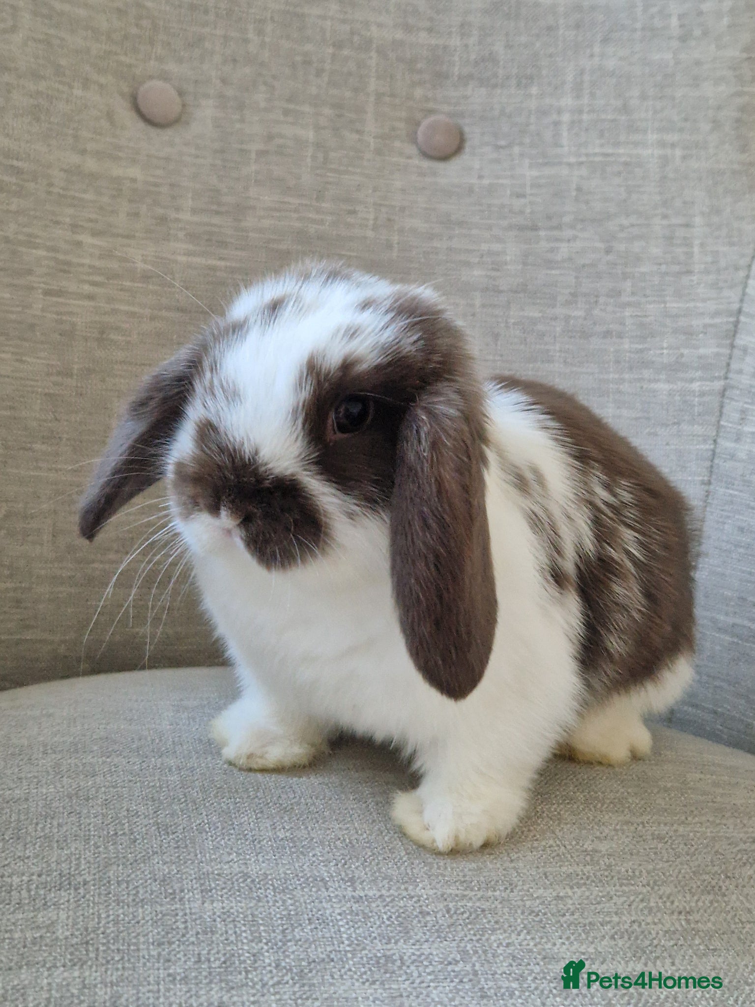 Mini Lop rabbits Exceptional Female Mini-Lop.  - Advert 2