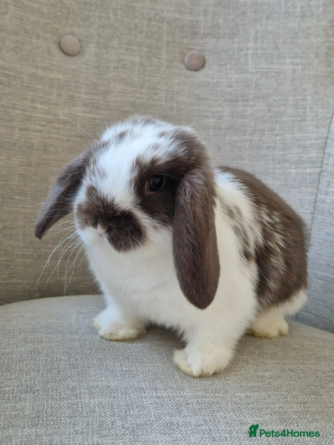 Mini Lop rabbits for sale: Exceptional Female Mini-Lop.  - Advert 2