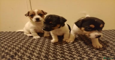 Jack Russell dogs Jack Russell puppies - Advert 2