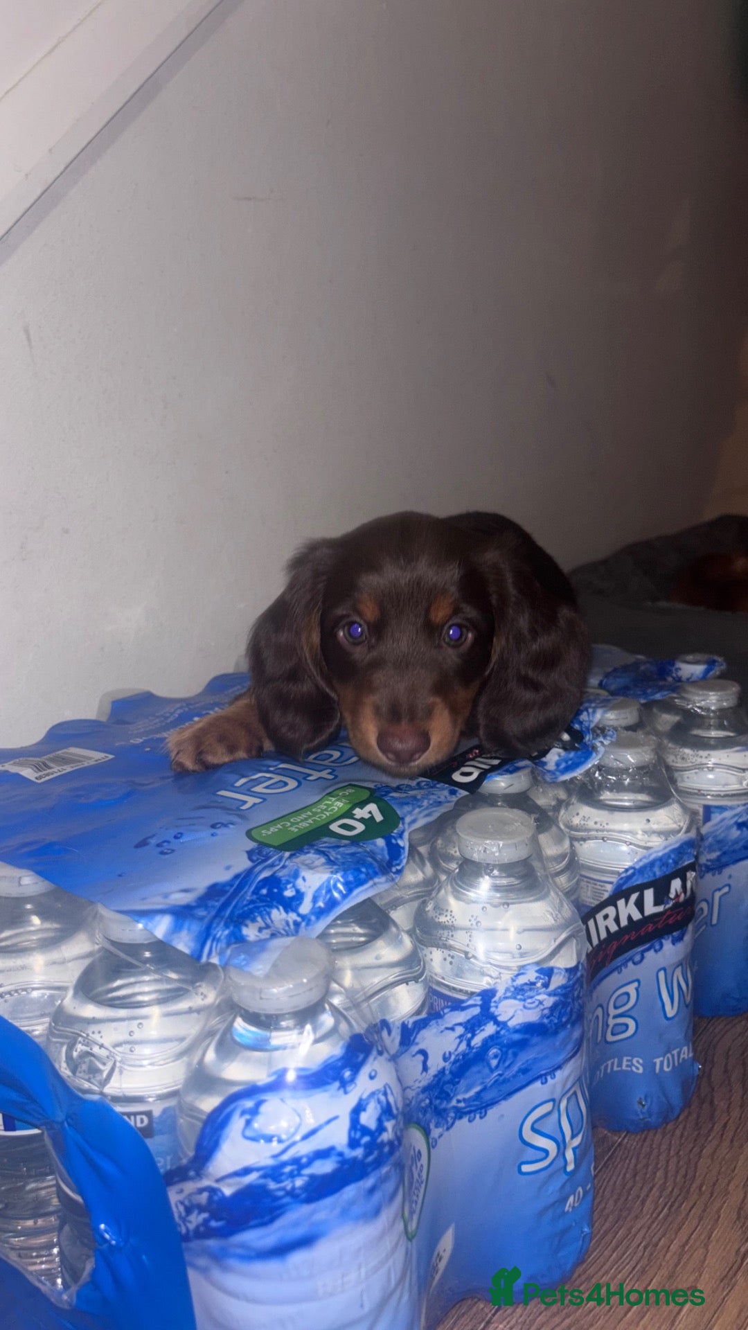 Miniature Dachshund dogs Miniature dachshund puppies - Advert 7