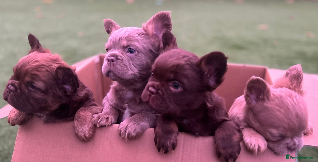 French Bulldog dogs for sale: READY TO LEAVE THIS WEEKEND FLUFFY FRENCH BULLDOGS - Advert 5