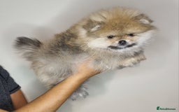 Pomeranian dogs for sale: CHAMPION BLOODLINE 3 female 1 male - Image 18