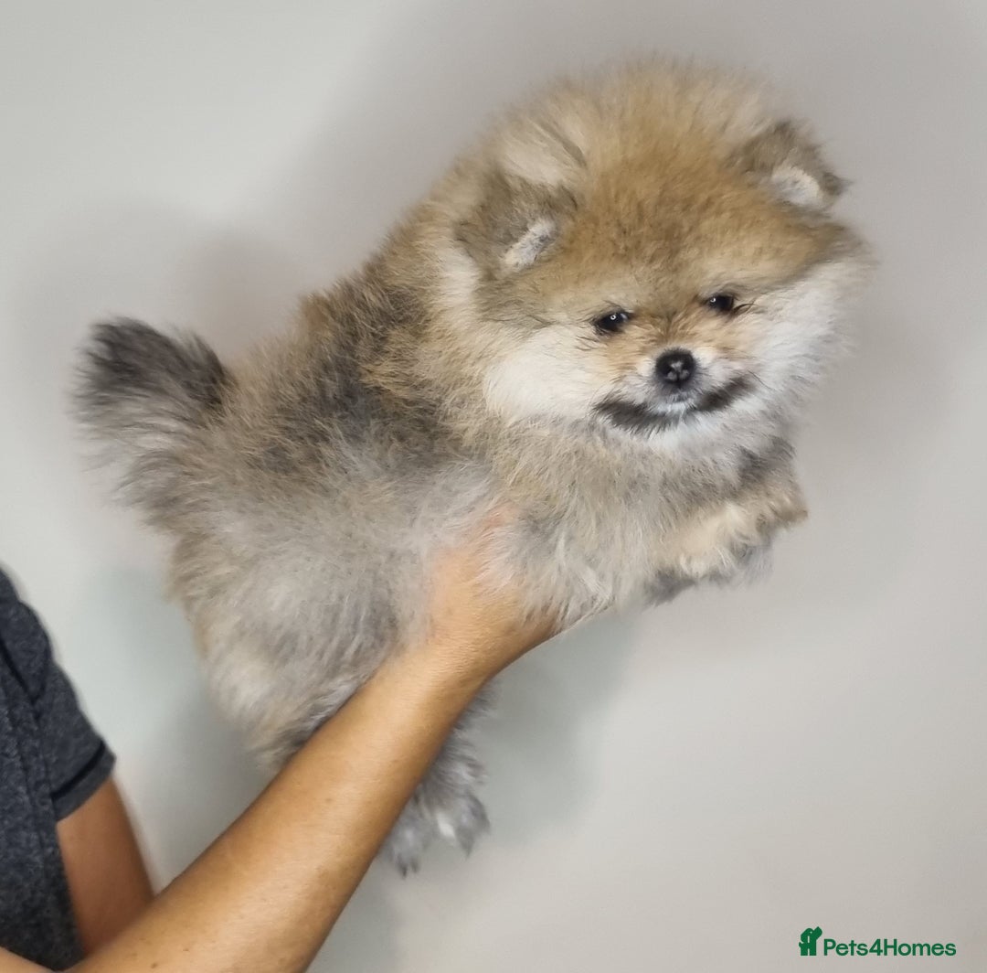 Pomeranian dogs for sale: CHAMPION BLOODLINE 3 female 1 male - Image 18