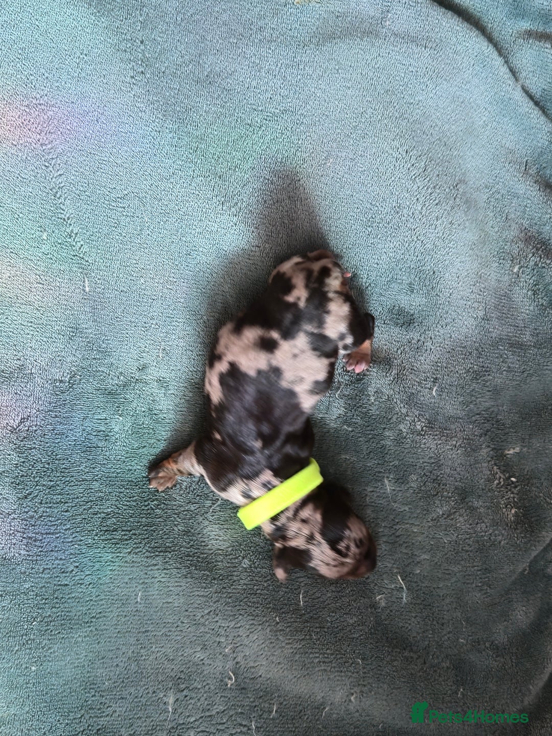 Dachshund dogs for sale: Beautiful Dachshund Pups - Image 3