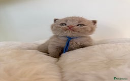 British Shorthair cats for sale: 7 British Shorthair Kittens TICA®️ – Import Lines - Image 18