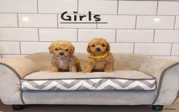 Cavachon dogs for sale: Cavapoochon puppies 🥰 - Image 13
