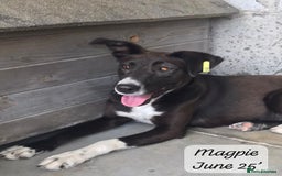 Mixed Breed dogs for adoption: Magpie- beautiful 1 year old- Reserved stc. in Brixham - Image 15