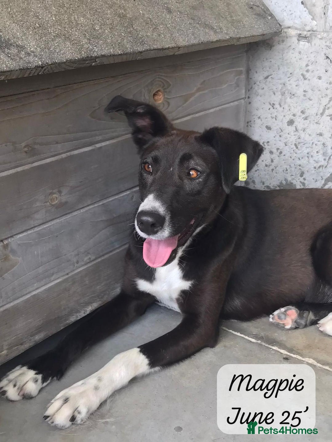 Mixed Breed dogs for adoption: Magpie- beautiful 1 year old- Reserved stc. in Brixham - Image 15