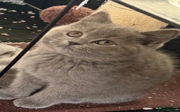 British Shorthair cats for sale: Bsh Cute Teddy Bears  - Advert 18