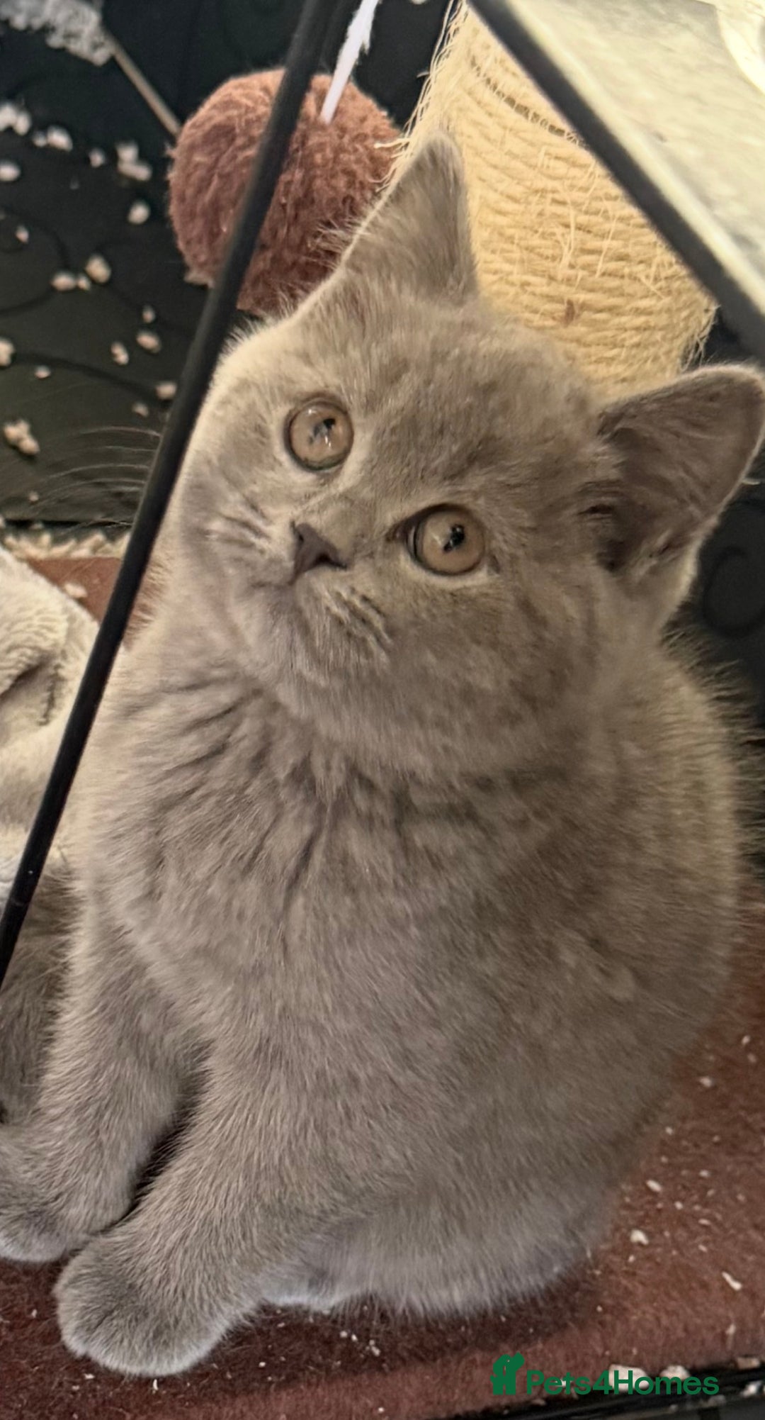 British Shorthair cats for sale: Bsh Cute Teddy Bears  - Advert 18