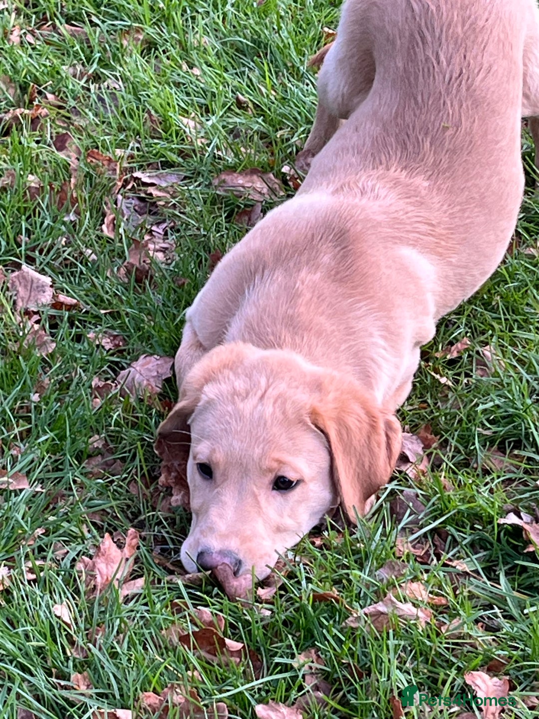 Labrador Retriever dogs for sale: Labrador Puppies - Advert 2