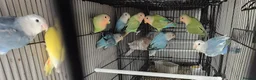Parakeets birds for sale: Alsort cage n aviary birds  - Advert 13