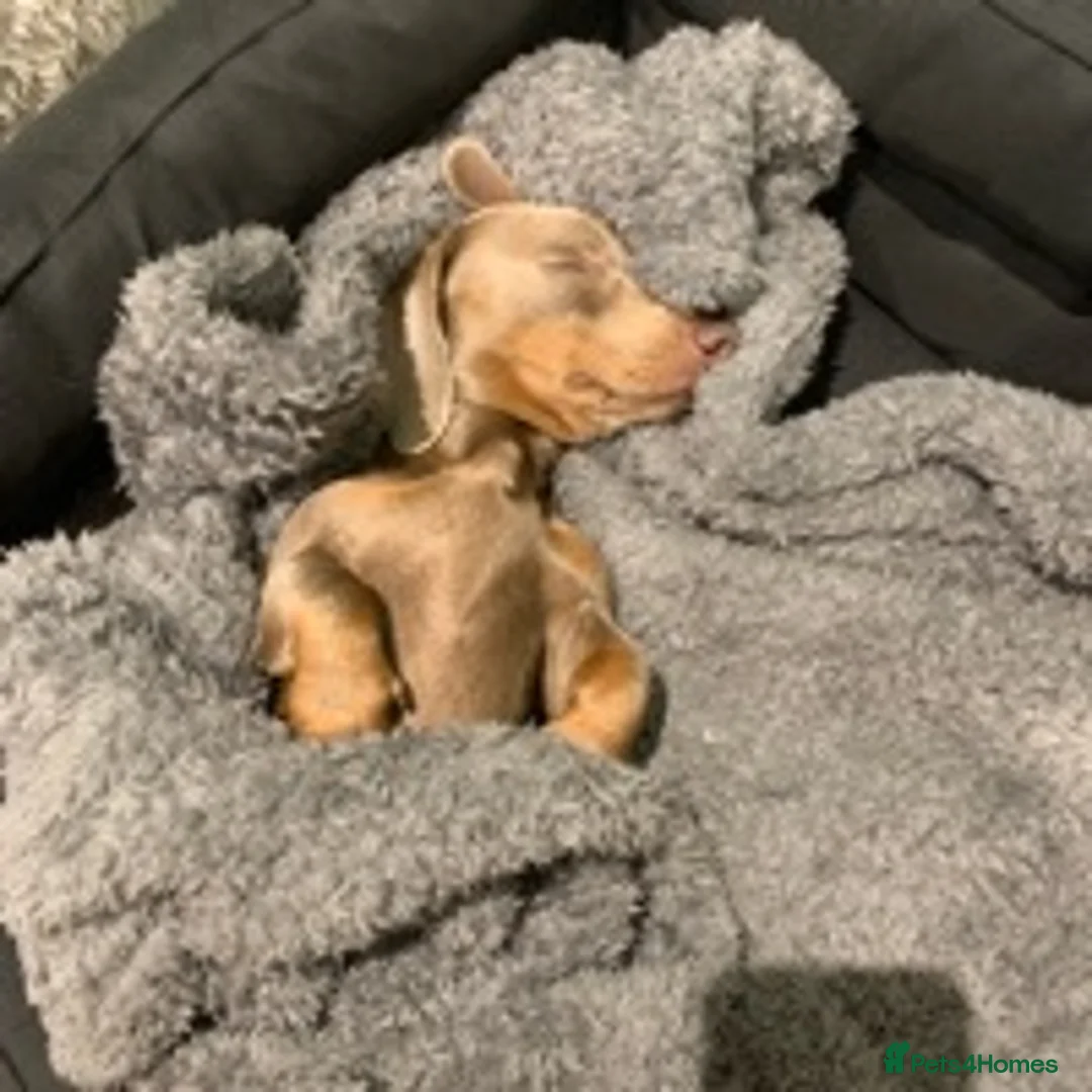 Miniature Dachshund dogs for stud: KC Reg Isabella & tan carrying long hair / pied in Welwyn - Advert 7