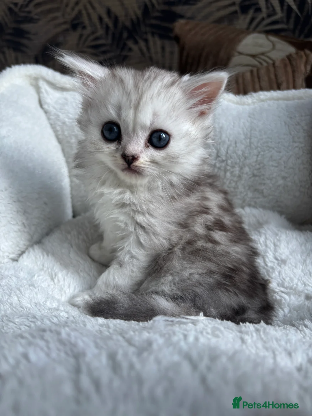 Persian cats for sale: ✨ REHOMED ✨  Meet Riri the Persian chinchilla!  - Advert 2