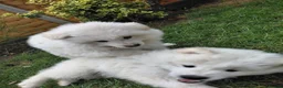 Samoyed dogs for sale: Fluffy Samoyed Puppies 🐾 - Advert 2
