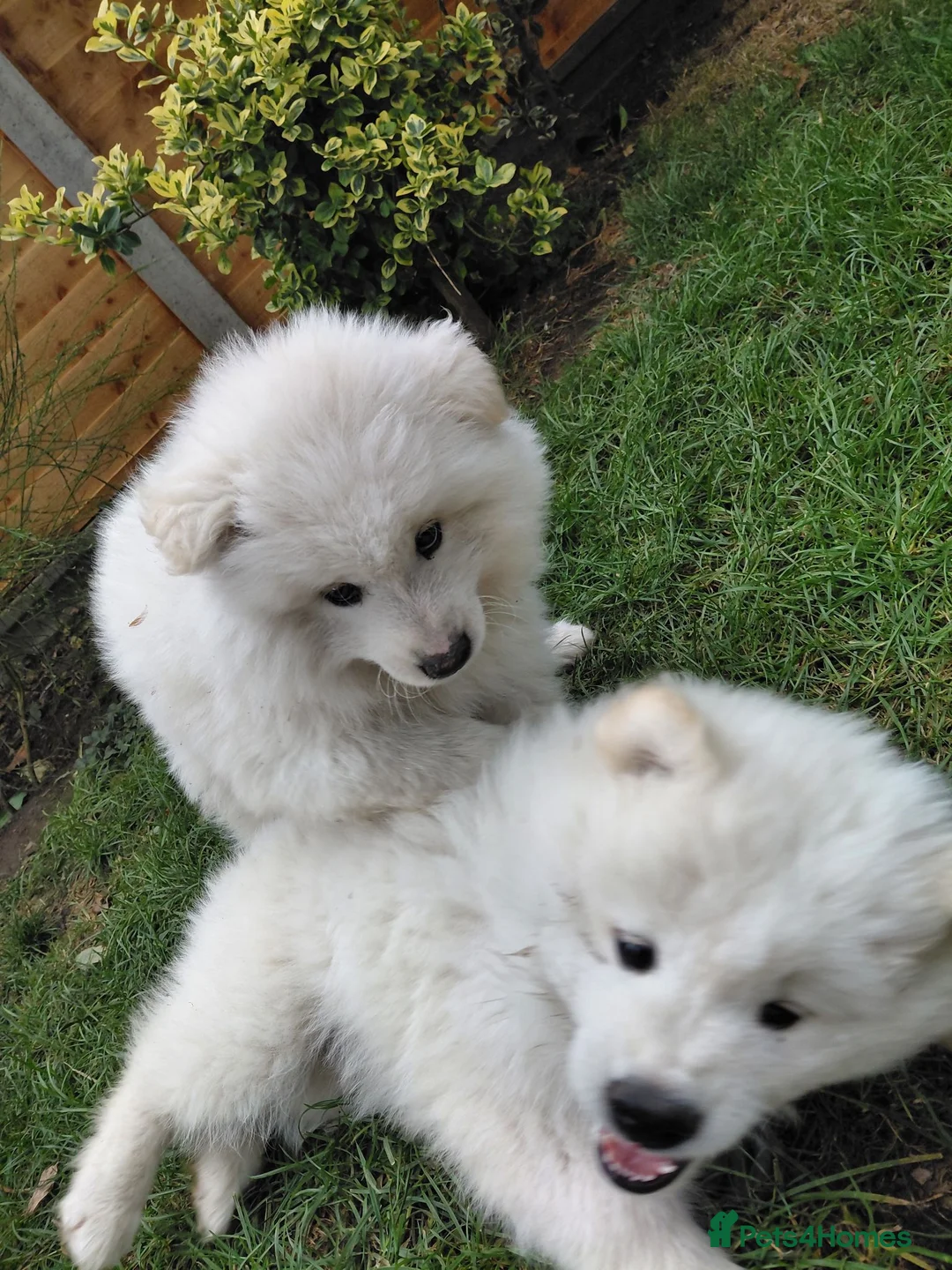 Samoyed dogs for sale: Fluffy Samoyed Puppies 🐾 - Advert 2