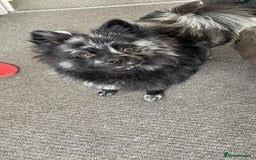 Pomeranian dogs for stud: Very rare merle pomeranian for stud duties - Image 1