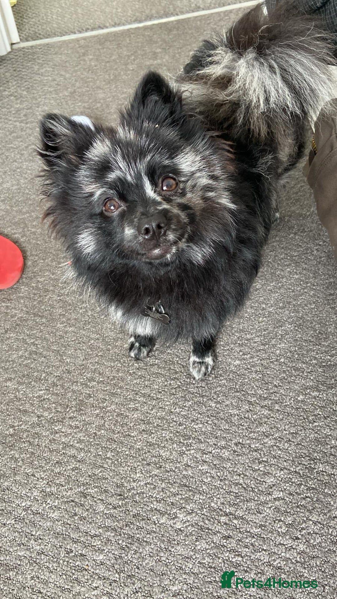 Pomeranian dogs for stud: Very rare merle pomeranian for stud duties - Image 1