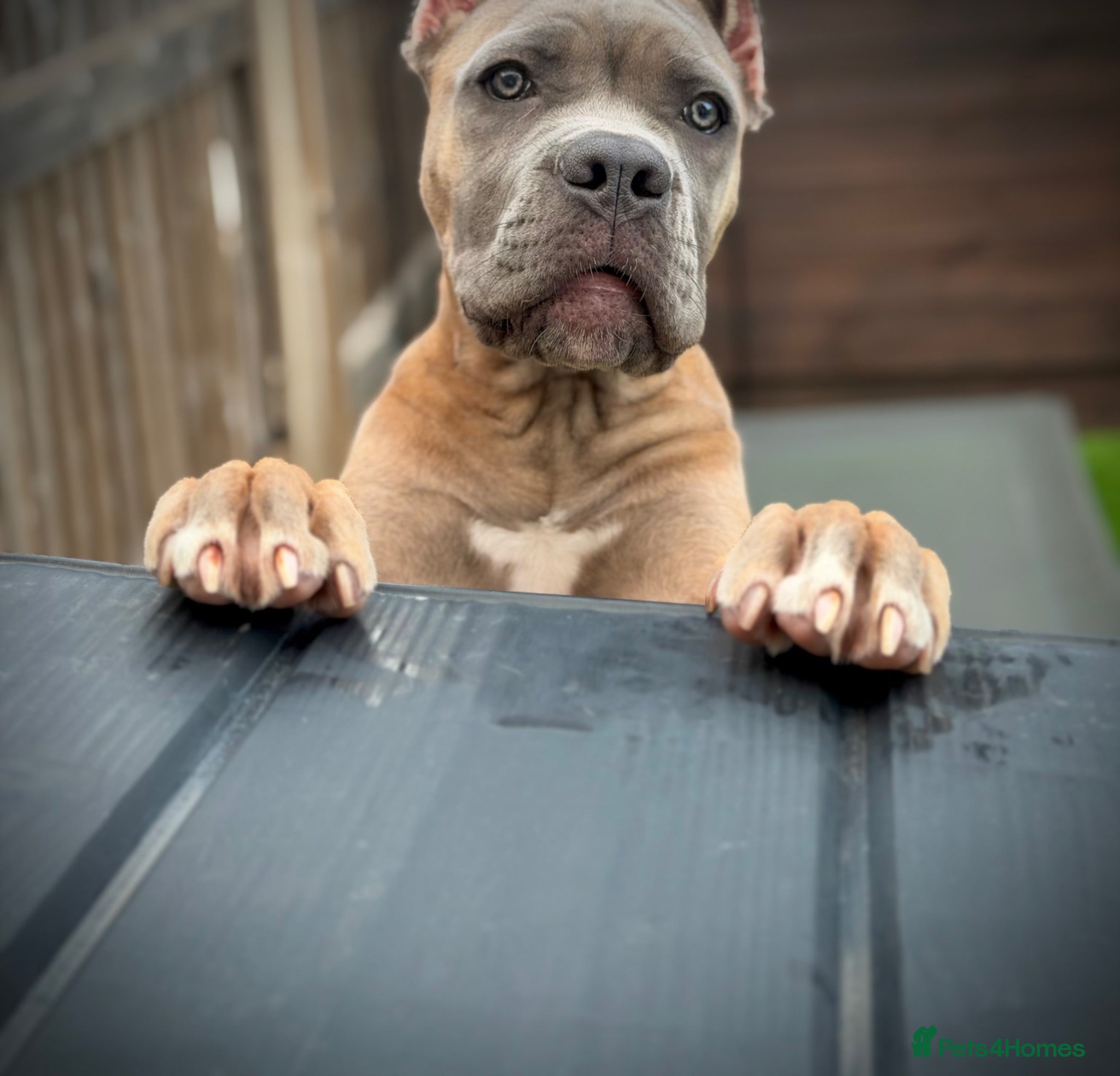 Cane Corso dogs ICCF Registered Female Cane Corso puppy💖 - Advert 1