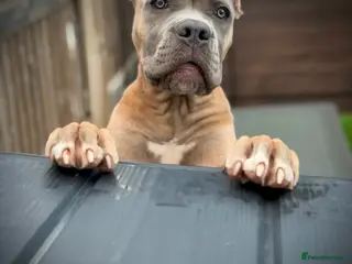 Cane Corso dogs ICCF Registered Female Cane Corso puppy💖 - Advert 2