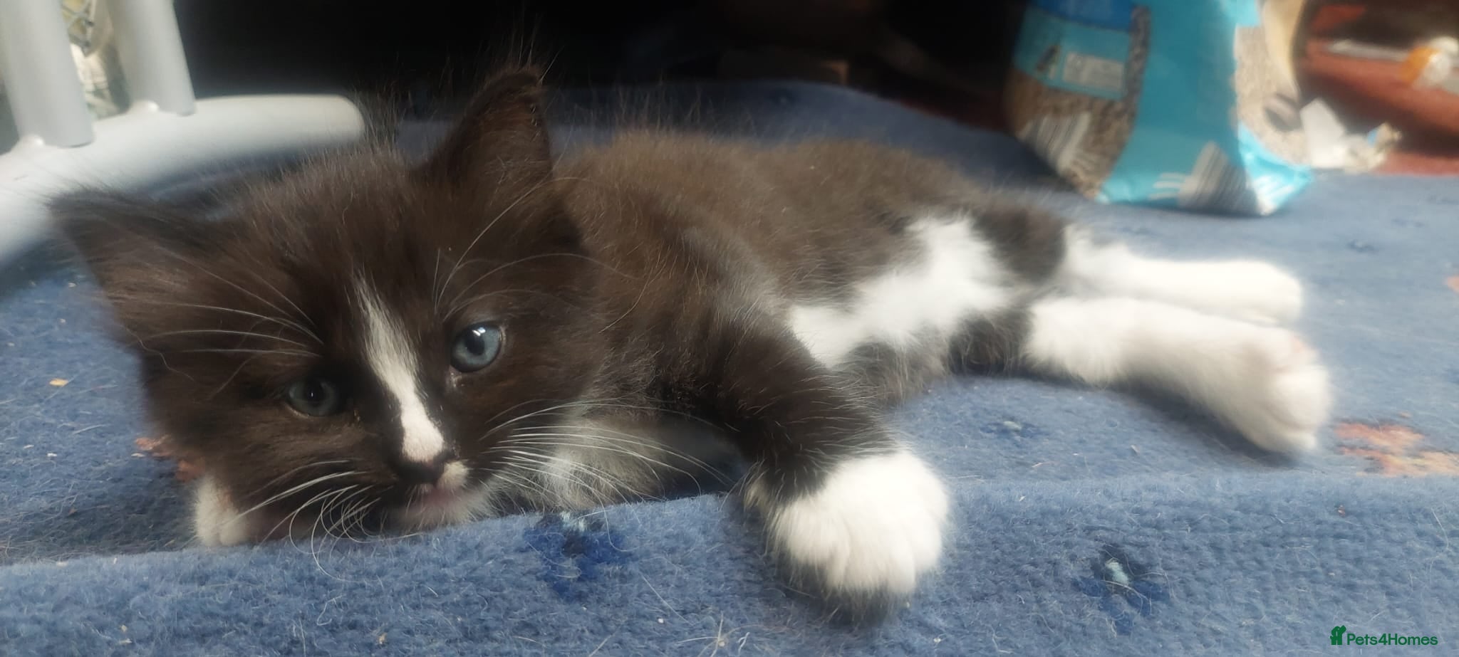 Mixed Breed cats Long‑Haired Ragdoll Cross Tortoiseshell Kittens - Advert 1