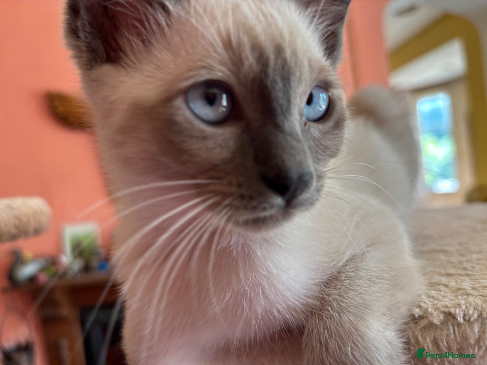 Tonkinese cats for sale: Exquisite Tonkdolls - Advert 1