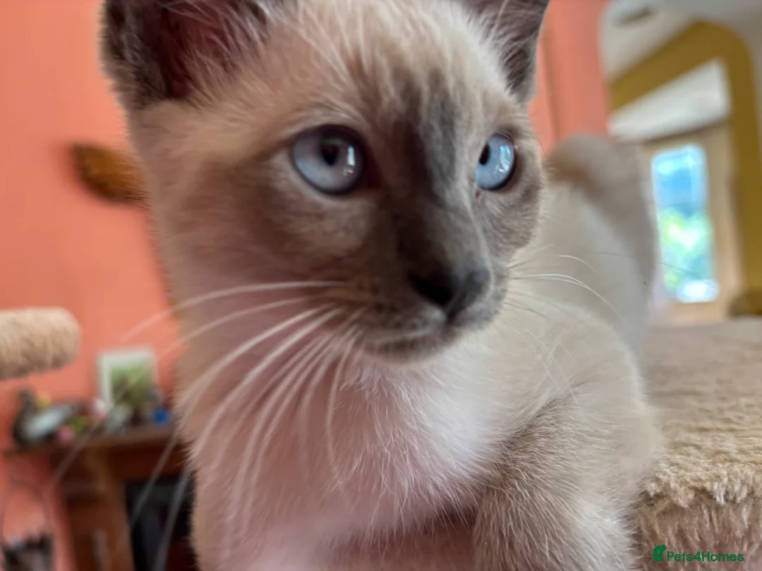 Tonkinese cats for sale: Exquisite Tonkdolls - Advert 1