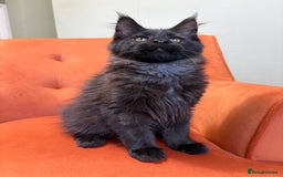 Maine Coon cats for sale: ✨Maine Coon Kittens Available - Champion Pedigree✨ - Image 6