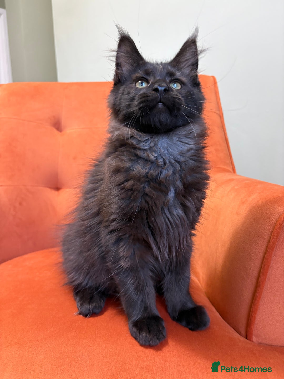 Maine Coon cats for sale: ✨Maine Coon Kittens Available - Champion Pedigree✨ - Image 6