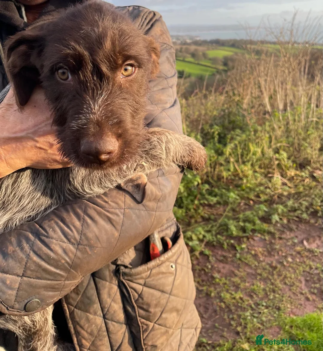 Mixed Breed dogs for sale: 13 weeks old one girl left  - Advert 4