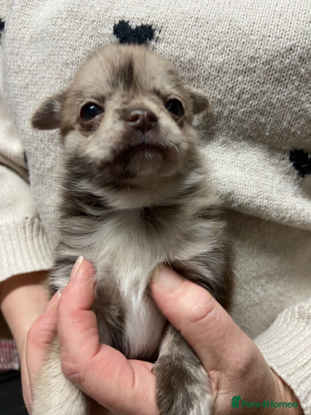 Pomchi dogs for sale: Stunning Pomchi’s - Advert 22