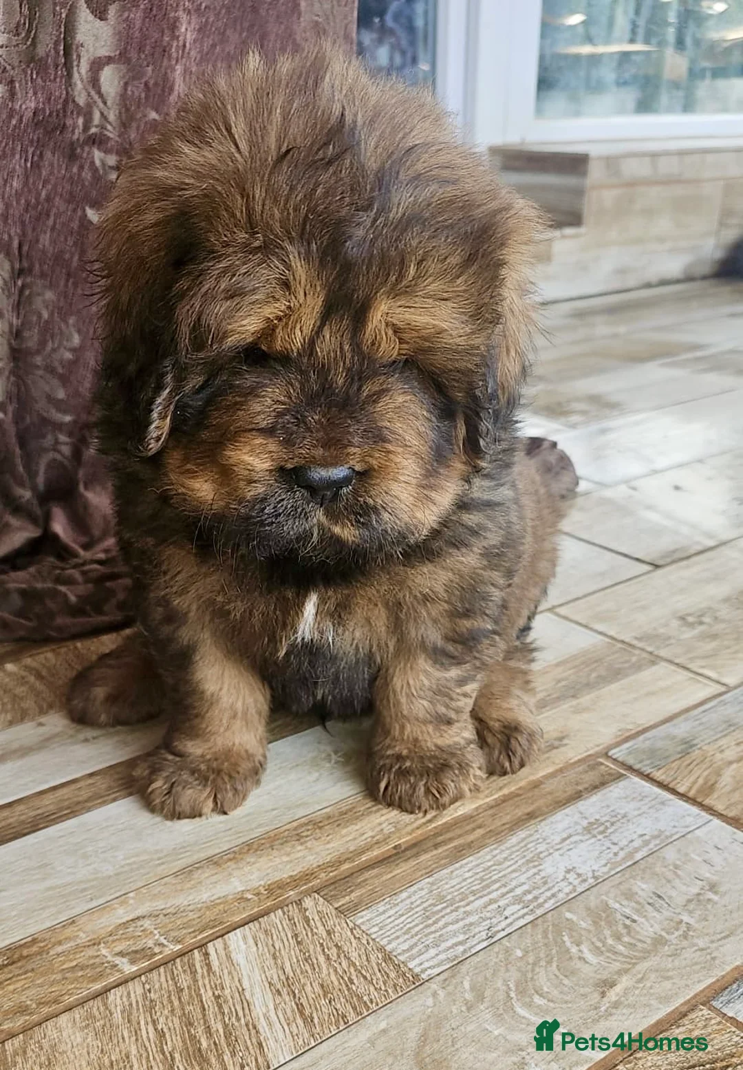 Tibetan Mastiff dogs for sale: Tibetan Mastiff puppies❤️ from the best blood line - Advert 2
