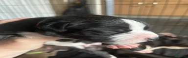 Mixed Breed 2