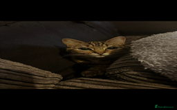 Domestic Shorthair cats for sale: Two female kittens - Image 3