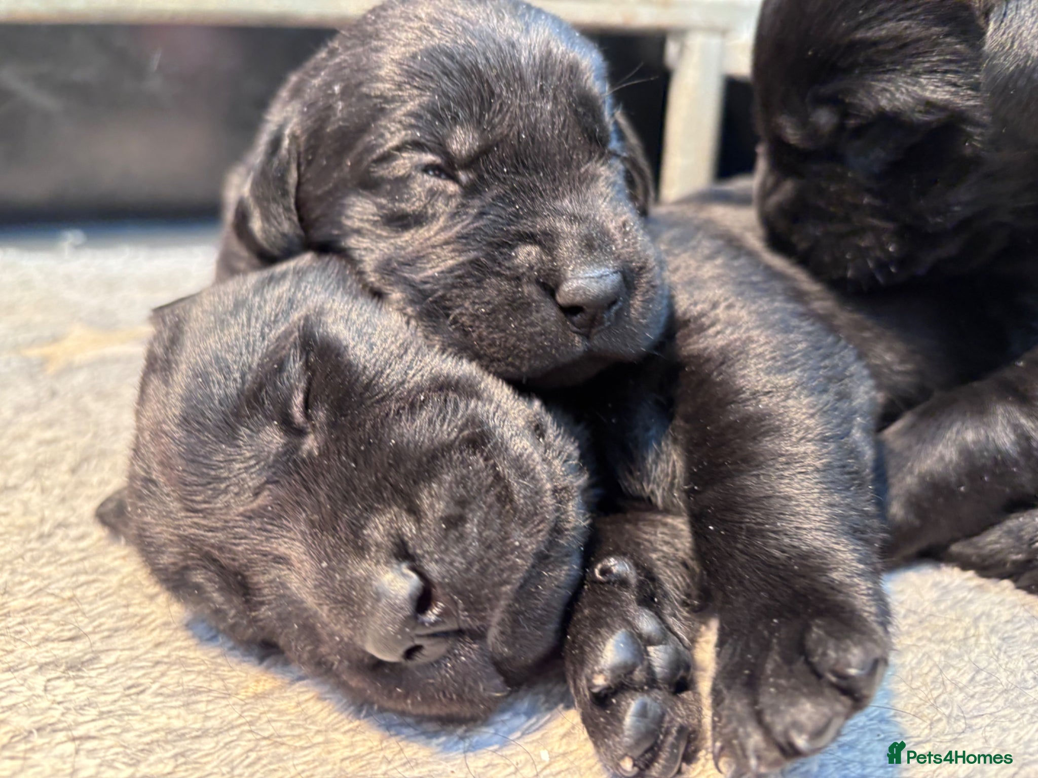 Labrador Retriever dogs True Show Line Chunky Labrador Puppies  - Advert 9