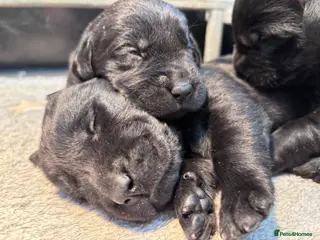 Labrador Retriever dogs True Show Line Chunky Labrador Puppies - Advert 9