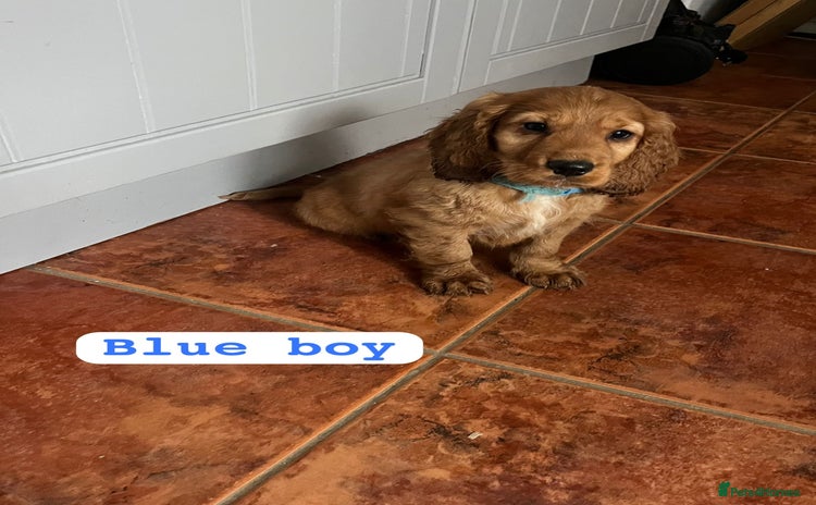 Cocker Spaniel dogs - Advert 14