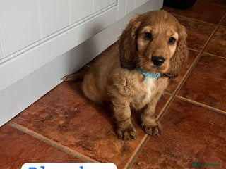 Cocker Spaniel dogs - Advert 15