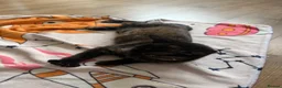 Domestic Shorthair cats for sale: Domestic shorthair  - Advert 5