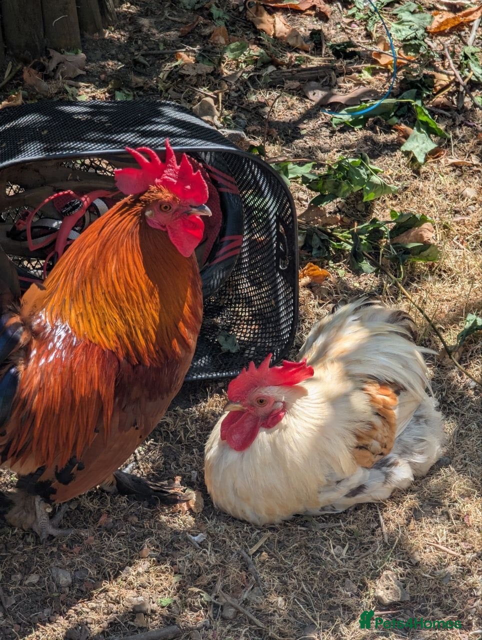 Chickens poultry Bantam (small breed of chickens) - Advert 3
