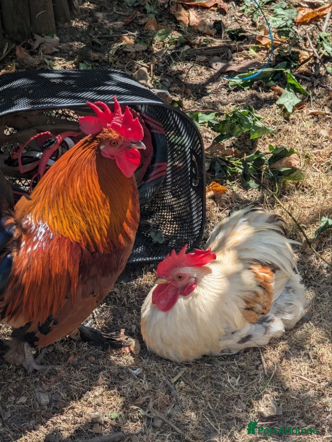 Chickens poultry for sale: Bantam (small breed of chickens) - Advert 1
