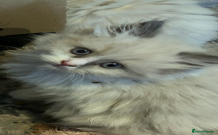 Persian cats - Advert 14
