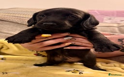 Mixed Breed dogs for sale: 1 Beautiful DoxiPoo Boy left!  - Image 2