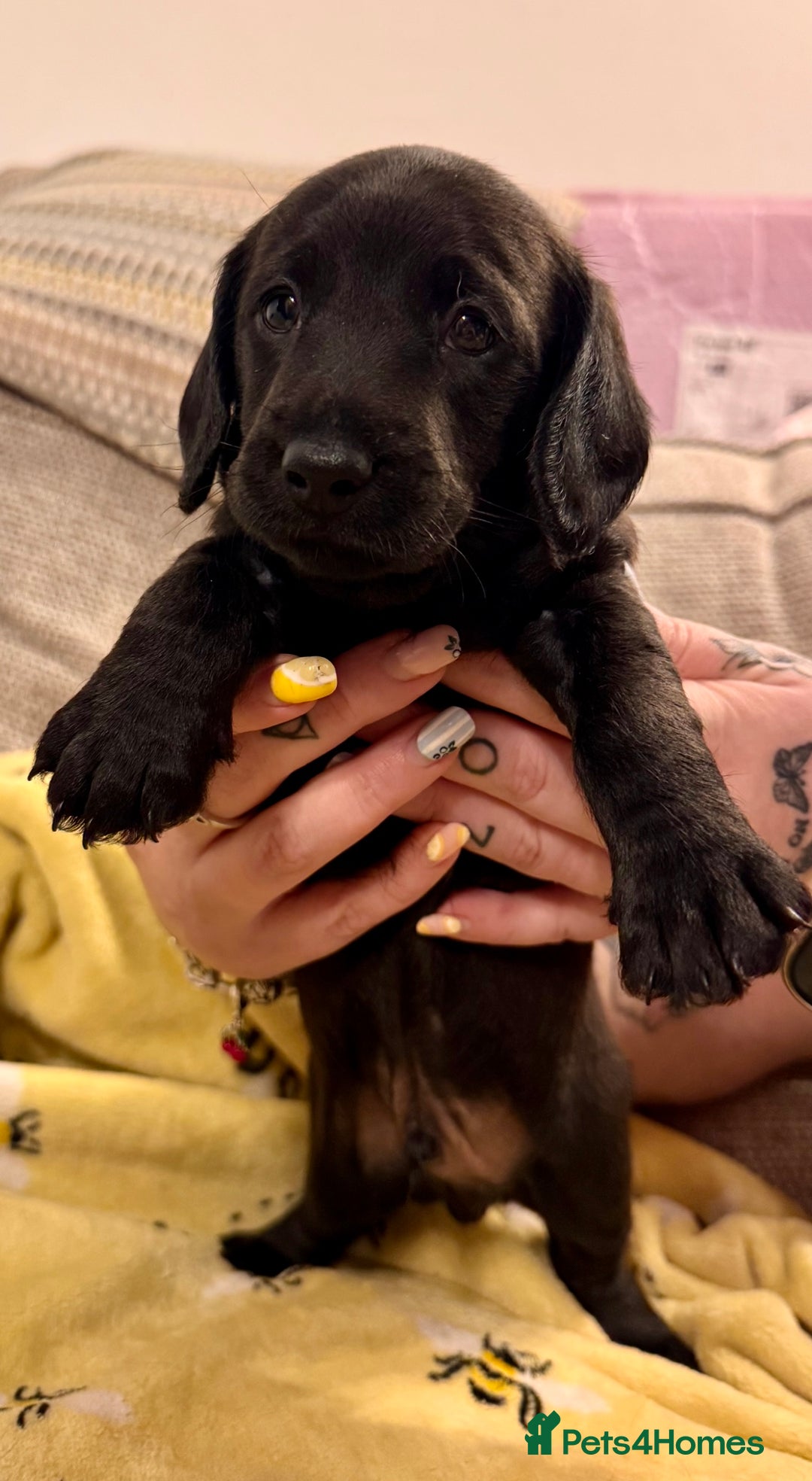 Mixed Breed dogs for sale: 1 Beautiful DoxiPoo Boy left!  - Image 2