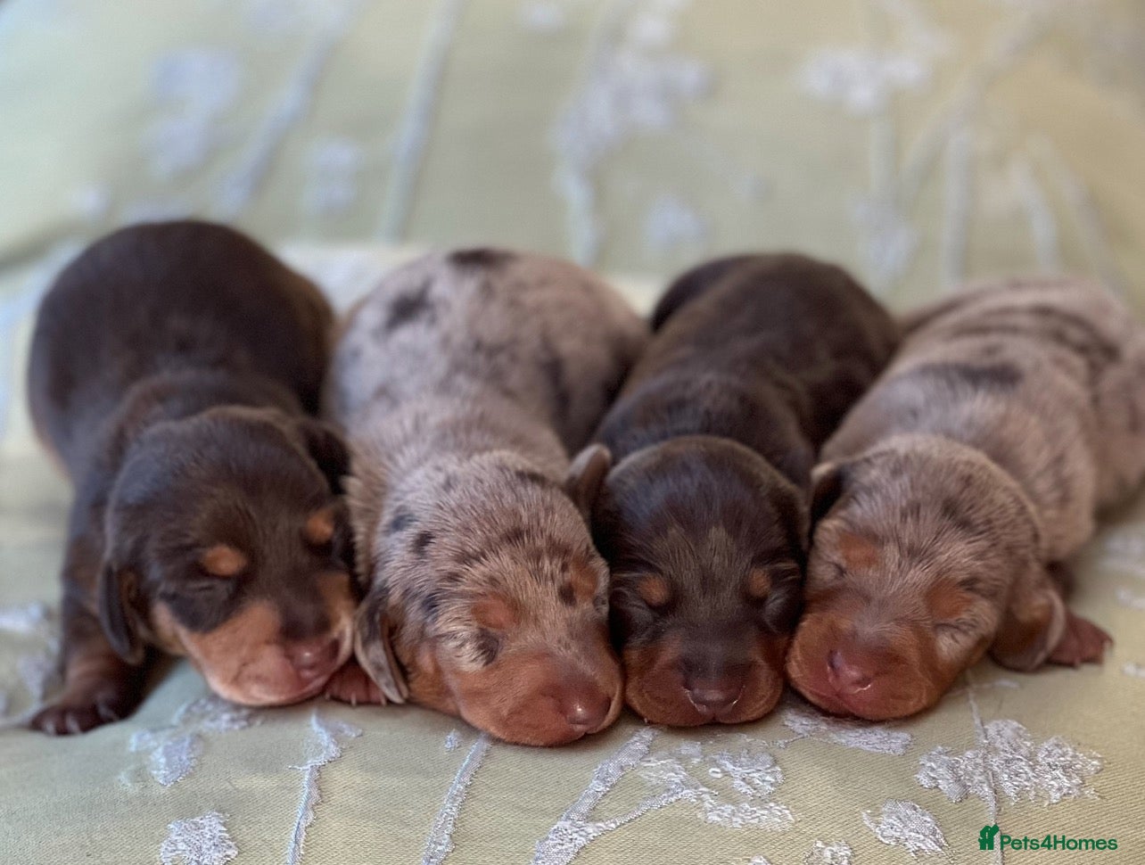 Miniature Dachshund dogs Beautiful miniature dachshund puppies - Advert 12